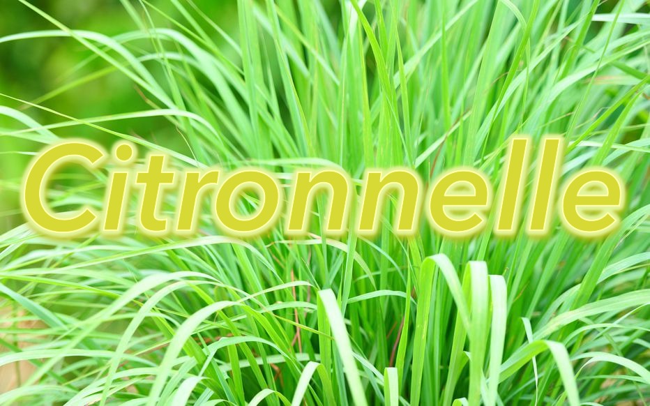 Citronnelle